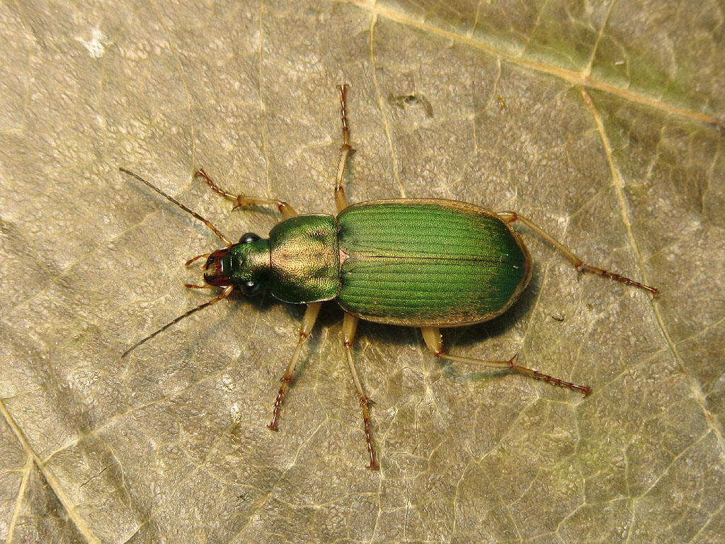 carabo da identificare - Chlaeniellus olivieri